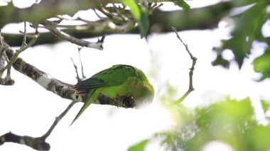 Arka planda açık mavi gökyüzü olan bir ormanda bir ağaç tek başına duruyor.