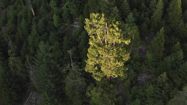 Большое Дерево Является Основным Фокусом Изображения Окружающими Деревьями Обеспечивающими Пышный Стоковое Видео