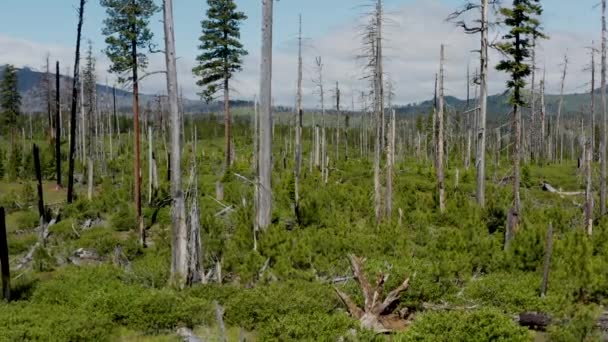 Uma Floresta Com Árvores Mortas Algumas Árvores Verdes — Vídeo de Stock