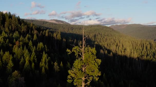 Een Boom Staat Een Bos Met Uitzicht Bergen Achtergrond Lucht Rechtenvrije Stockvideo