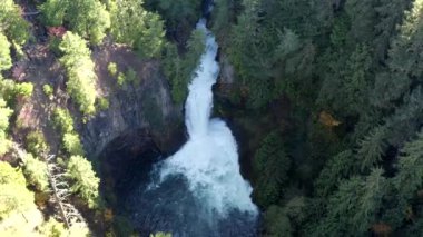 Güney Oregon ormanındaki bir çam böceğinin yakınına..