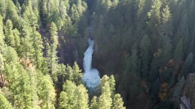 Güney Oregon ormanındaki bir çam böceğinin yakınına..