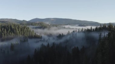 Güney Oregon ormanındaki bir çam böceğinin yakınına..