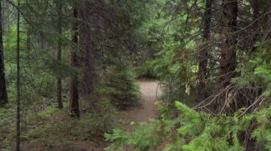 Güney Oregon ormanındaki bir çam böceğinin yakınına..