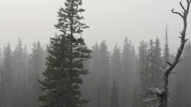 Güney Oregon ormanındaki bir çam böceğinin yakınına..