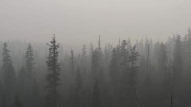Güney Oregon ormanındaki bir çam böceğinin yakınına..