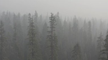 Güney Oregon ormanındaki bir çam böceğinin yakınına..