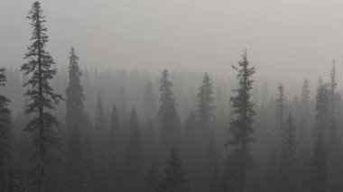 Güney Oregon ormanındaki bir çam böceğinin yakınına..
