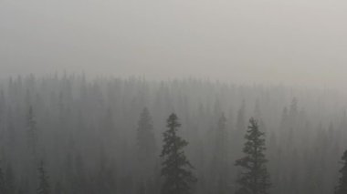 Güney Oregon ormanındaki bir çam böceğinin yakınına..