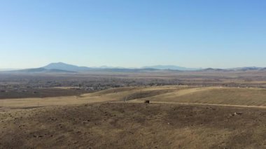 Güney Oregon ormanındaki bir çam böceğinin yakınına..