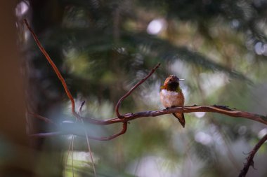 Bir sinekkuşu bir dala tünemiştir. Kuş turuncu ve beyazdır. Resmin huzurlu ve huzurlu bir havası var.