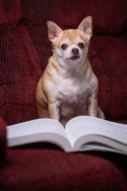 Önünde açık bir kitapla kırmızı bir kanepede oturan küçük bir köpek. Köpek kitaba bakıyor gibi görünüyor, muhtemelen içinde ne olduğunu merak ediyor. Öğrenme merakı ve ilgi kavramı