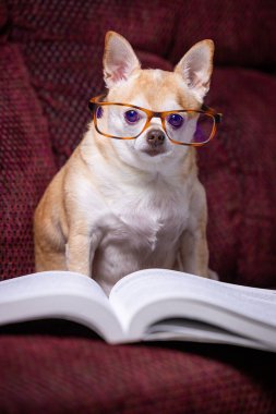 Küçük bir chihuahua önünde bir kitapla bir kanepede oturuyor. Köpek gözlük takıyor ve kitabı okuyor. Sahne neşeli ve neşeli.