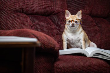 Küçük bir chihuahua önünde bir kitapla bir kanepede oturuyor. Köpek gözlük takıyor ve kitabı okuyor. Sahne neşeli ve neşeli.