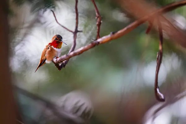Koliber Siedzi Gałęzi Ptak Jest Pomarańczowy Biały Obraz Spokojny Pogodny — Zdjęcie stockowe