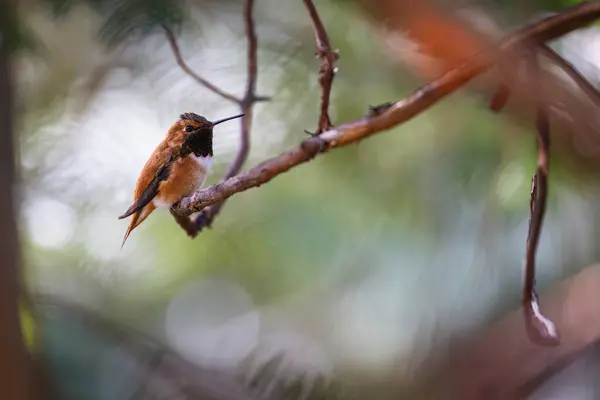 Hummingbird Perched Branch Bird Orange White Image Has Peaceful Serene Stock Image