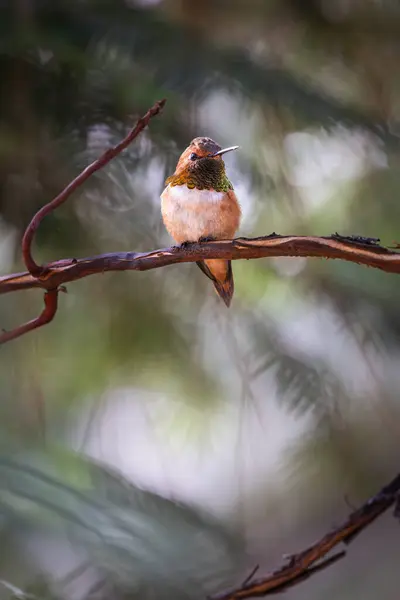 ハミングバードは枝に覆われています その鳥はオレンジと白です イメージは平和で穏やかな気分を持っています ストック画像
