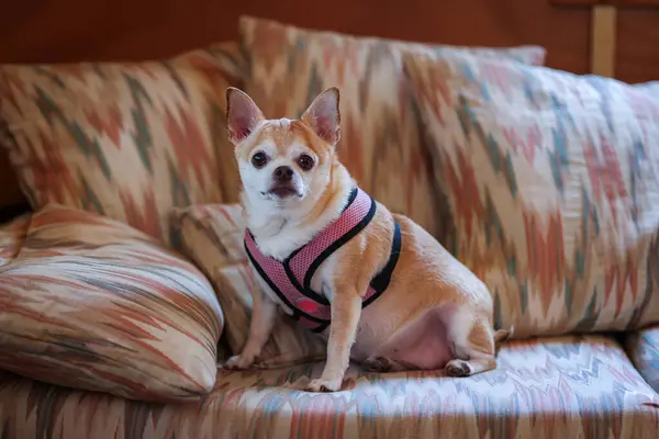 Small Dog Wearing Pink Harness Sits Couch Couch Covered Colorful Stock Picture
