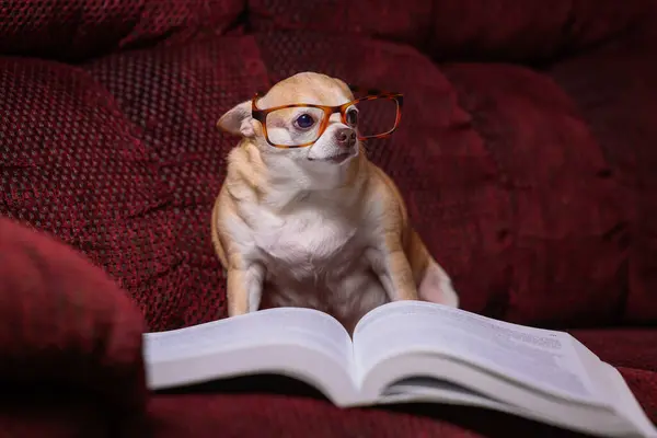 一只小吉娃娃坐在沙发上 面前放着一本书 这只狗戴着眼镜 正在看书 这个场景充满了欢乐和轻松 免版税图库图片