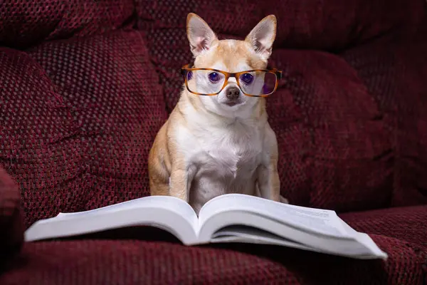 一只小吉娃娃坐在沙发上 面前放着一本书 这只狗戴着眼镜 正在看书 这个场景充满了欢乐和轻松 图库图片