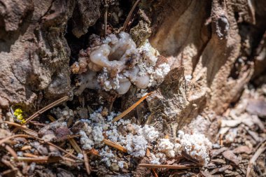 Bir Çam Böceği tarafından yaratılmış Çam Ağacı 'nın üzerindeki tüp. Bu ağacın enfekte olmuş olabileceğinin güçlü kanıtı..