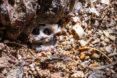Bir Çam Böceği tarafından yaratılmış Çam Ağacı 'nın üzerindeki tüp. Bu ağacın enfekte olmuş olabileceğinin güçlü kanıtı..