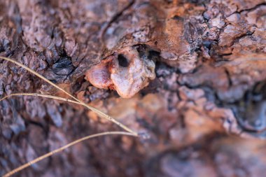 Bir Çam Böceği tarafından yaratılmış Çam Ağacı 'nın üzerindeki tüp. Bu ağacın enfekte olmuş olabileceğinin güçlü kanıtı..