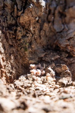 Bir Çam Böceği tarafından yaratılmış Çam Ağacı 'nın üzerindeki tüp. Bu ağacın enfekte olmuş olabileceğinin güçlü kanıtı..