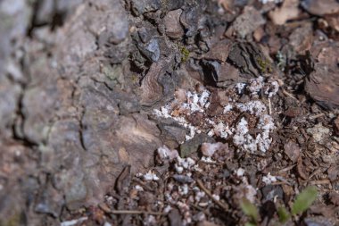 Bir Çam Böceği tarafından yaratılmış Çam Ağacı 'nın üzerindeki tüp. Bu ağacın enfekte olmuş olabileceğinin güçlü kanıtı..