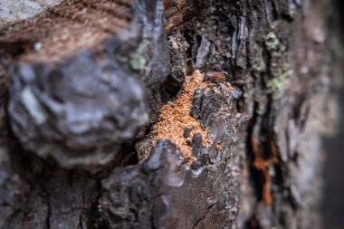 Çekirdek tozu, köpük olarak bilinen madde gibi kırmızımsı bir talaş Çam Böceği aktivitesinin bir göstergesi olabilir.