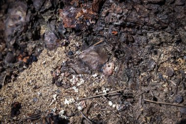 Çekirdek tozu, köpük olarak bilinen madde gibi kırmızımsı bir talaş Çam Böceği aktivitesinin bir göstergesi olabilir.