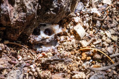 Bir Çam Böceği tarafından yaratılmış Çam Ağacı 'nın üzerindeki tüp. Bu ağacın enfekte olmuş olabileceğinin güçlü kanıtı..