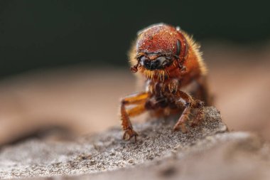 Batı Çam Böceği bir ağaç kabuğuna yakın duruyor.