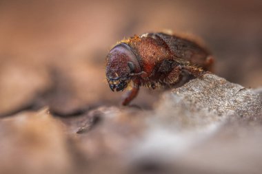 Batı Çam Böceği bir ağaç kabuğuna yakın duruyor.