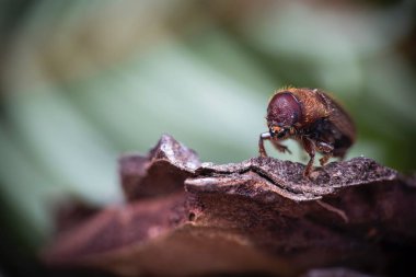 Batı Çam Böceği bir ağaç kabuğuna yakın duruyor.