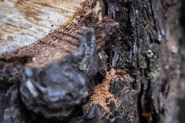 stock image Bore dust a reddish sawdust like substance known as frass could be an indication of Pine Beetle activity