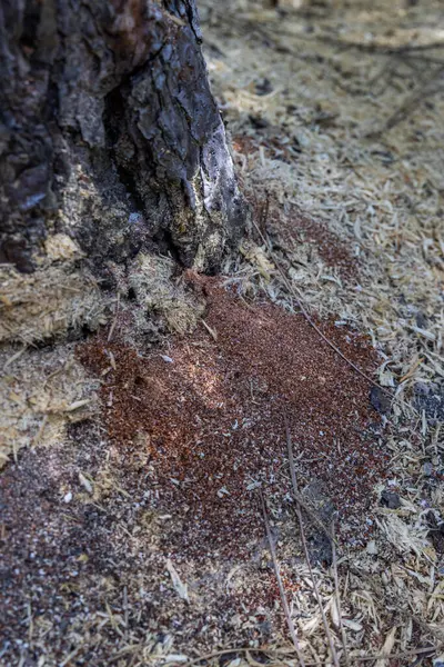 stock image Bore dust a reddish sawdust like substance known as frass could be an indication of Pine Beetle activity