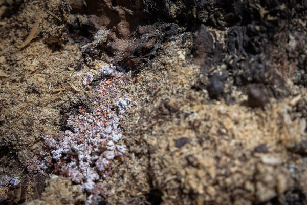 Bore dust a reddish sawdust like substance known as frass could be an indication of Pine Beetle activity