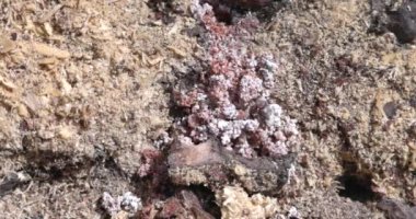 Güney Oregon ormanındaki bir çam böceğinin yakınına..