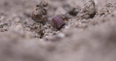 Güney Oregon ormanındaki bir çam böceğinin yakınına..