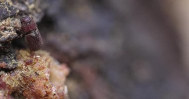 Güney Oregon ormanındaki bir çam böceğinin yakınına..