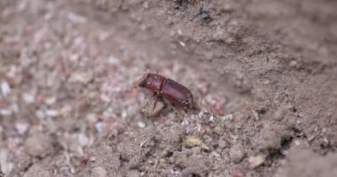 Güney Oregon ormanındaki bir çam böceğinin yakınına..