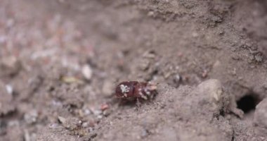Güney Oregon ormanındaki bir çam böceğinin yakınına..