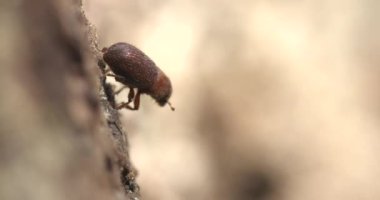Güney Oregon ormanındaki bir çam böceğinin yakınına..