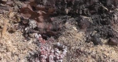 Güney Oregon ormanındaki bir çam böceğinin yakınına..