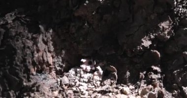 Bir Çam Böceği tarafından yaratılmış Çam Ağacı 'nın üzerindeki tüp. Bu ağacın enfekte olmuş olabileceğinin güçlü kanıtı..