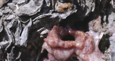 Bir Çam Böceği tarafından yaratılmış Çam Ağacı 'nın üzerindeki tüp. Bu ağacın enfekte olmuş olabileceğinin güçlü kanıtı..