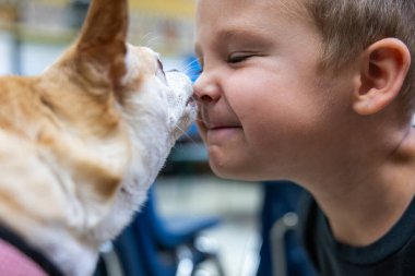 Küçük bir köpek bir çocuğun suratını yalıyor. Köpek pembe bir koşum takımı takıyor..