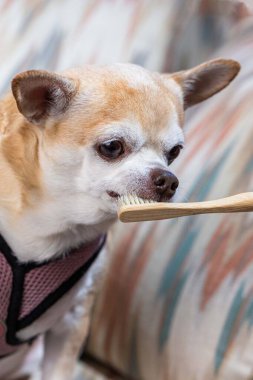 Küçük bir köpek, elinde diş fırçası olan bir insanla bir kanepede oturuyor. Köpek pembe bir koşum takımı takıyor ve dişlerini diş sağlığı için bir kavram olarak fırçalatıyor.