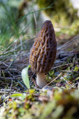 Idaho 'da bahar çimlerinde yetişen taze bir mantarın kapanışı. Morels, Amerika 'daki aşçılık kültürünün büyük bir parçasıdır..